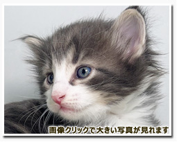 ノルウェージャンフォレストキャット