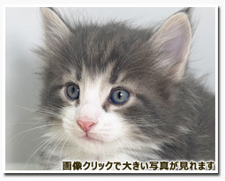 ノルウェージャンフォレストキャット