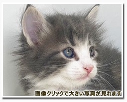 ノルウェージャンフォレストキャット