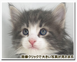 ノルウェージャンフォレストキャット