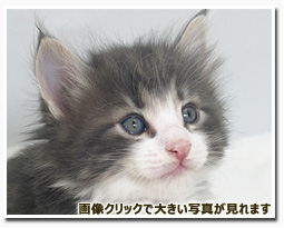 ノルウェージャンフォレストキャット