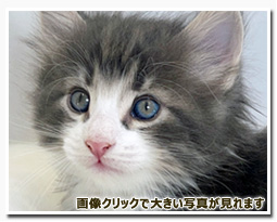 ノルウェージャンフォレストキャット