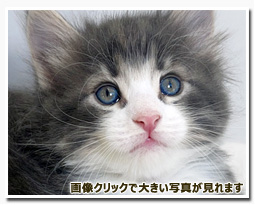 ノルウェージャンフォレストキャット