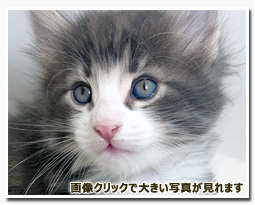 ノルウェージャンフォレストキャット