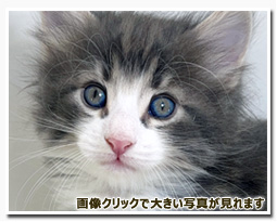 ノルウェージャンフォレストキャット