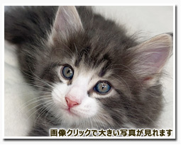 ノルウェージャンフォレストキャット