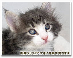 ノルウェージャンフォレストキャット