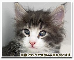 ノルウェージャンフォレストキャット