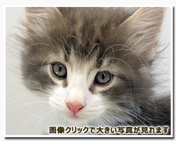 ノルウェージャンフォレストキャット