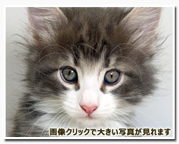 ノルウェージャンフォレストキャット