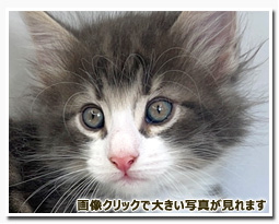 ノルウェージャンフォレストキャット