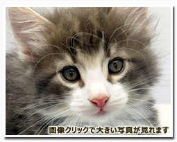 ノルウェージャンフォレストキャット