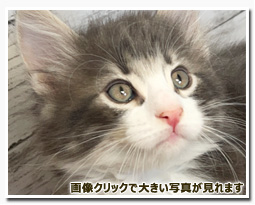 ノルウェージャンフォレストキャット