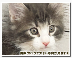 ノルウェージャンフォレストキャット