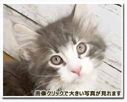 ノルウェージャンフォレストキャット