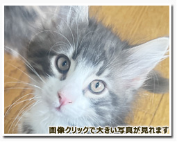 ノルウェージャンフォレストキャット