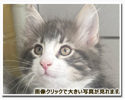 ノルウェージャンフォレストキャット