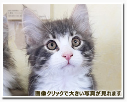 ノルウェージャンフォレストキャット