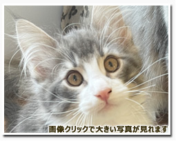 ノルウェージャンフォレストキャット