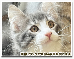 ノルウェージャンフォレストキャット