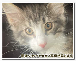 ノルウェージャンフォレストキャット