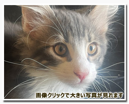 ノルウェージャンフォレストキャット