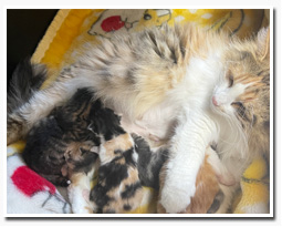 ノルウェージャンフォレストキャット