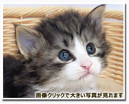 ノルウェージャンフォレストキャット