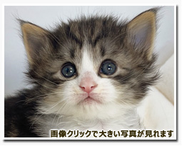 ノルウェージャンフォレストキャット