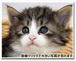 ノルウェージャンフォレストキャット