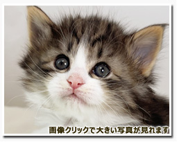 ノルウェージャンフォレストキャット