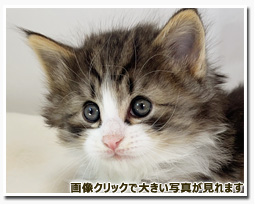 ノルウェージャンフォレストキャット