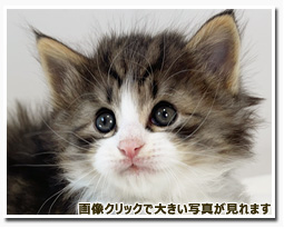 ノルウェージャンフォレストキャット