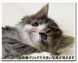 ノルウェージャンフォレストキャット