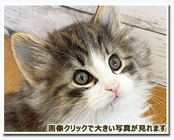 ノルウェージャンフォレストキャット