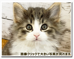 ノルウェージャンフォレストキャット