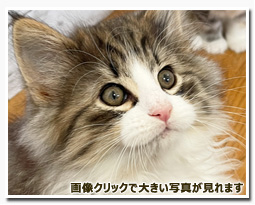 ノルウェージャンフォレストキャット