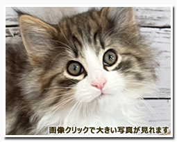 ノルウェージャンフォレストキャット