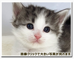 ノルウェージャンフォレストキャット