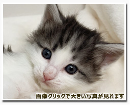 ノルウェージャンフォレストキャット