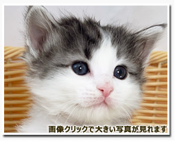 ノルウェージャンフォレストキャット