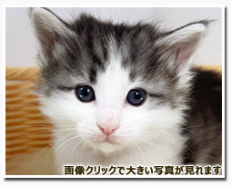 ノルウェージャンフォレストキャット