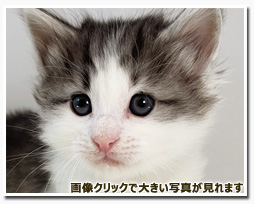 ノルウェージャンフォレストキャット