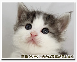 ノルウェージャンフォレストキャット