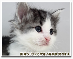 ノルウェージャンフォレストキャット