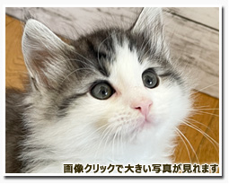 ノルウェージャンフォレストキャット