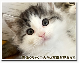 ノルウェージャンフォレストキャット