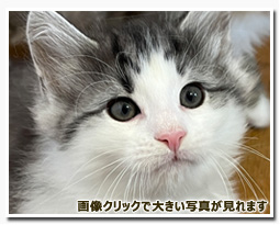 ノルウェージャンフォレストキャット