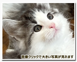 ノルウェージャンフォレストキャット