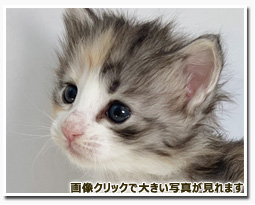 ノルウェージャンフォレストキャット